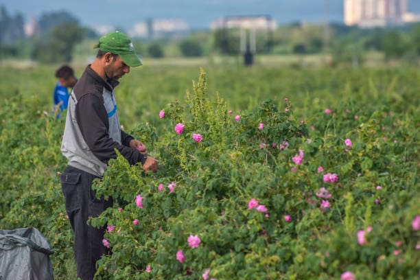گل محمدی خشک شده برای تزئین محیط و رایحه دلنشین